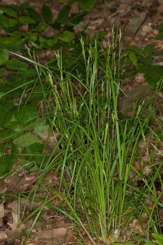 Carex hitchcockiana #7